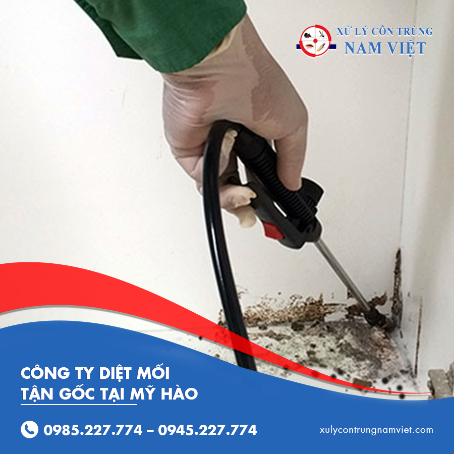 công ty diệt mối tận gốc tại Mỹ Hào