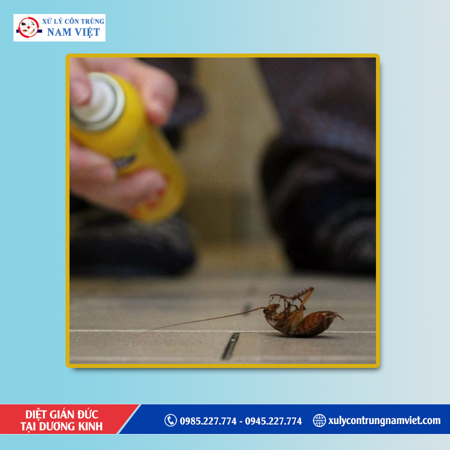 Dịch vụ diệt gián đức tại Dương Kinh chuyên nghiệp