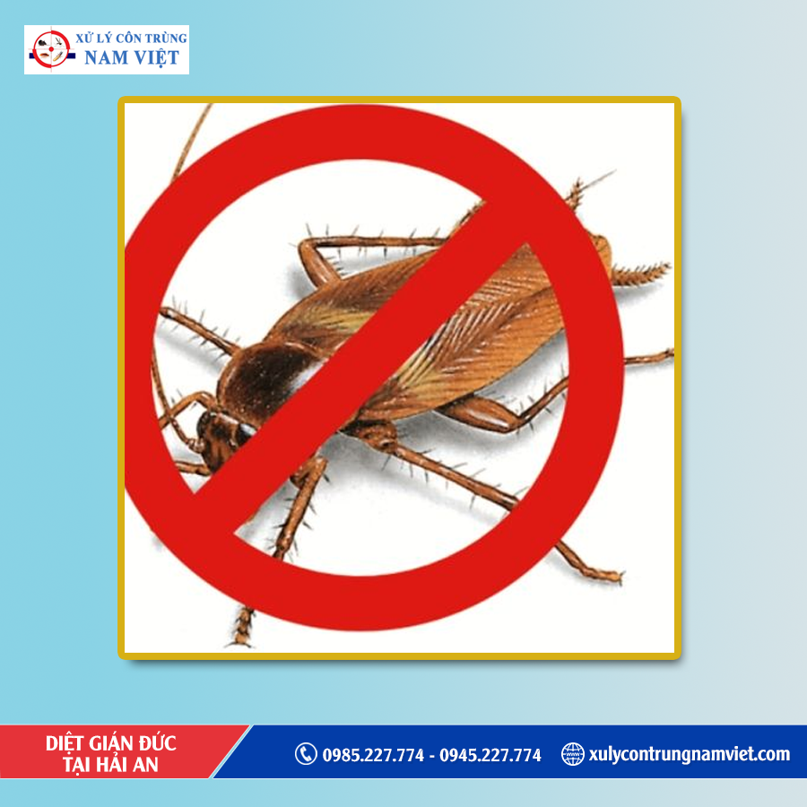 Dịch vụ diệt gián đức tại Hải An chuyên nghiệp