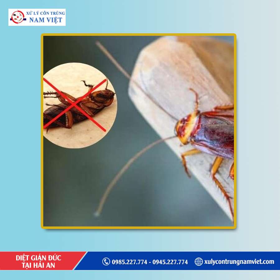 Dịch vụ diệt gián đức tại Hải An uy tín