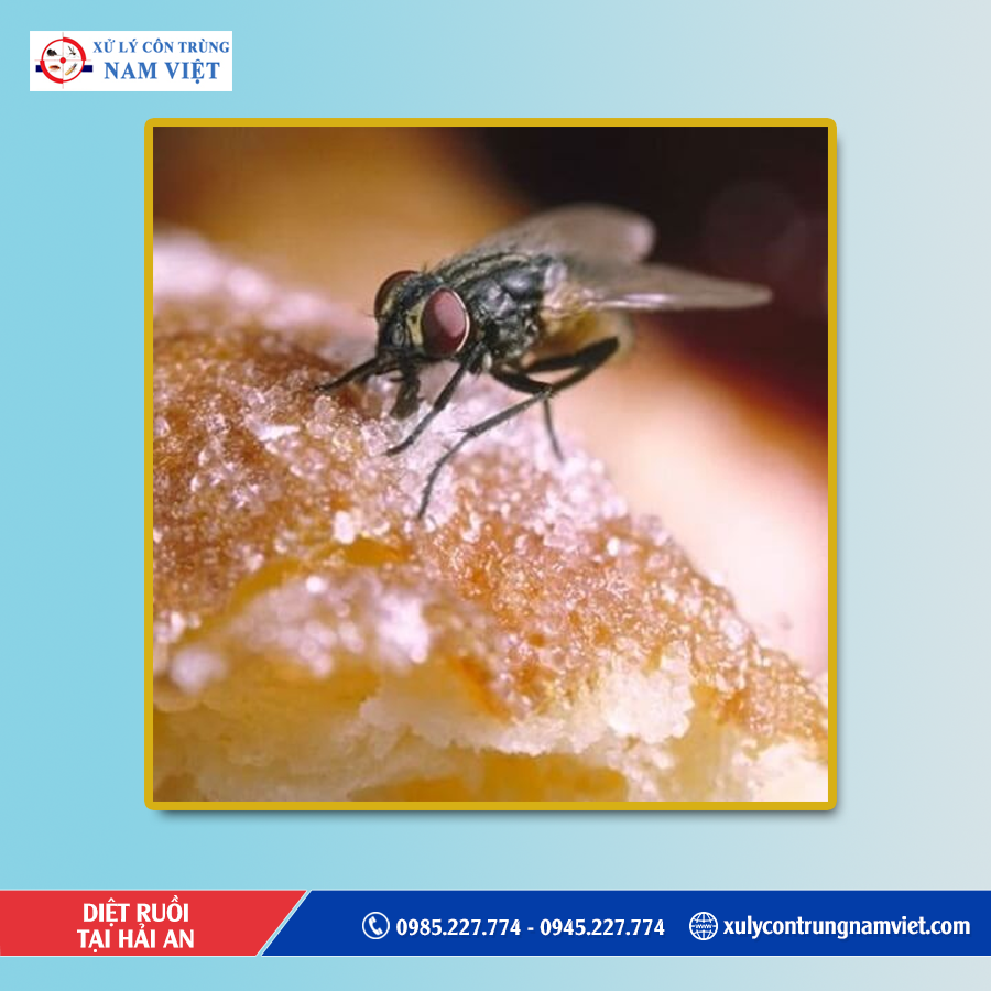 Dịch vụ diệt ruồi tại Hải An chuyên nghiệp