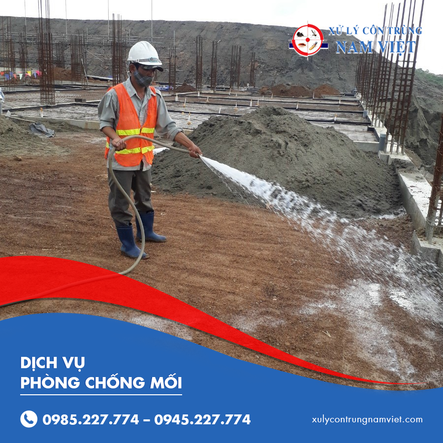 Dịch vụ phòng chống mối giá tốt nhất