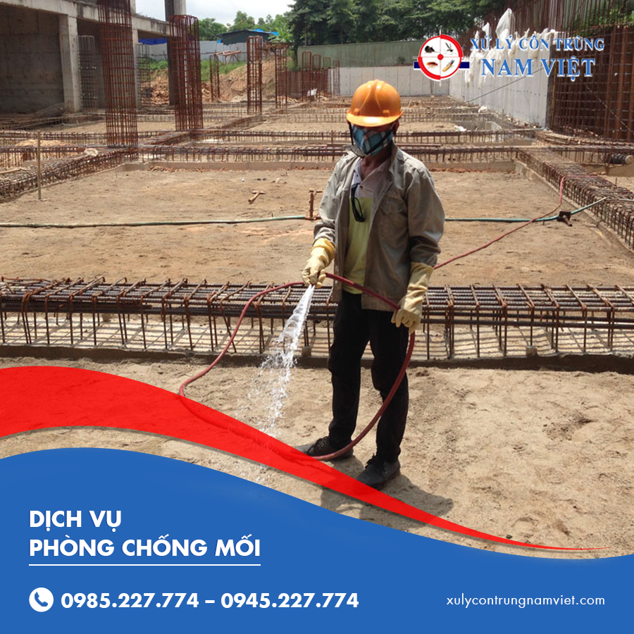 Dịch vụ phòng chống mối hiệu quả cao