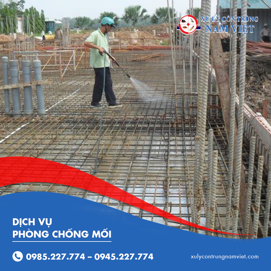 dịch vụ phòng chống mối