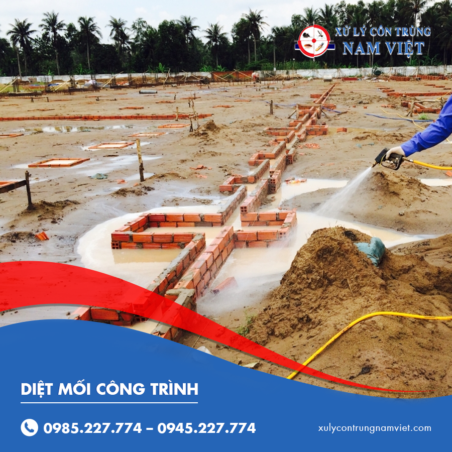 diệt mối công trình