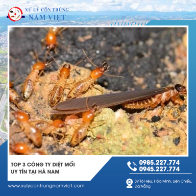 3 Đơn vị diệt mối uy tín Hà Nam