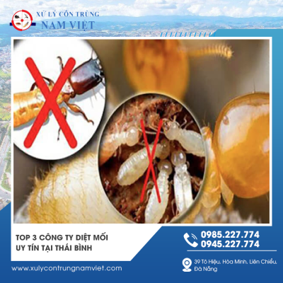 Top 3 địa chỉ diệt mối tận gốc tại Thái Bình