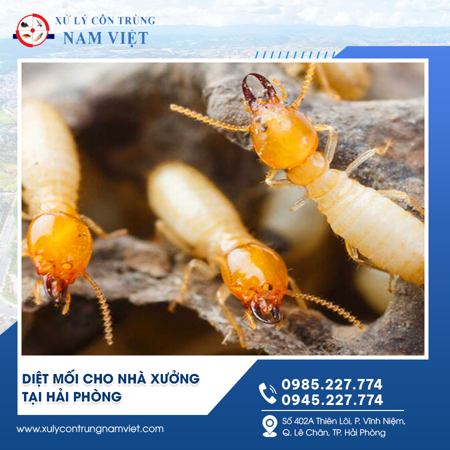 Diệt mối cho nhà xưởng tại Hải Phòng