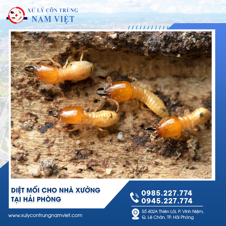 Diệt mối cho nhà xưởng tại Hải Phòng