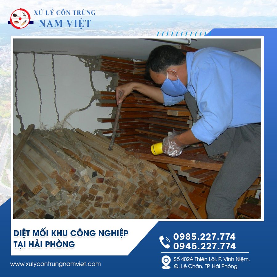 Diệt mối khu công nghiệp tại Hải Phòng