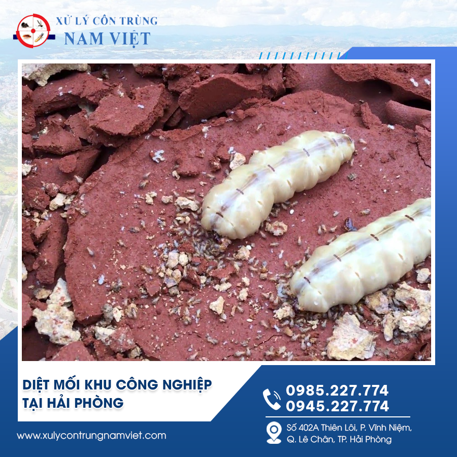 Diệt mối khu công nghiệp tại Hải Phòng