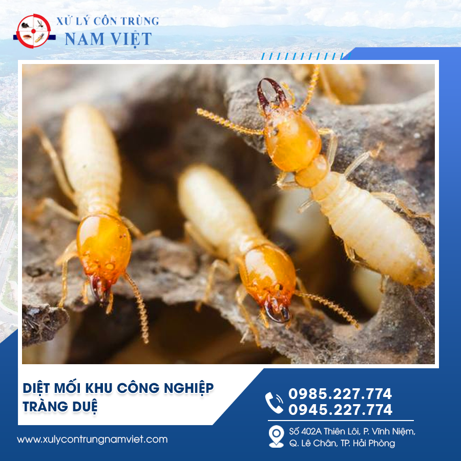 diệt mối khu công nghiệp Tràng Duệ