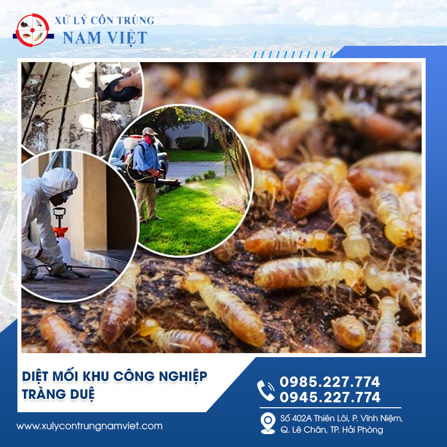 diệt mối khu công nghiệp Tràng Duệ