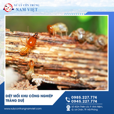 diệt mối khu công nghiệp Tràng Duệ