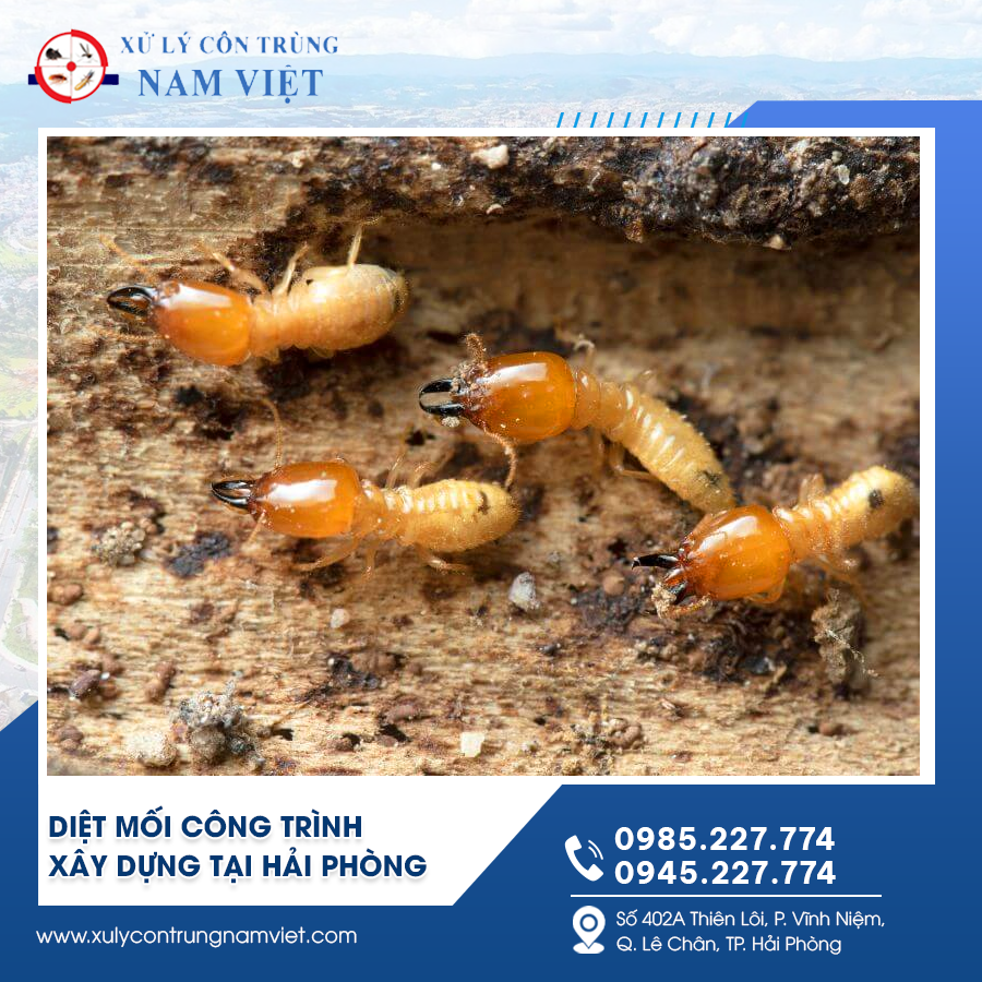 Xử lý mối công trình xây dựng tại Hải Phòng