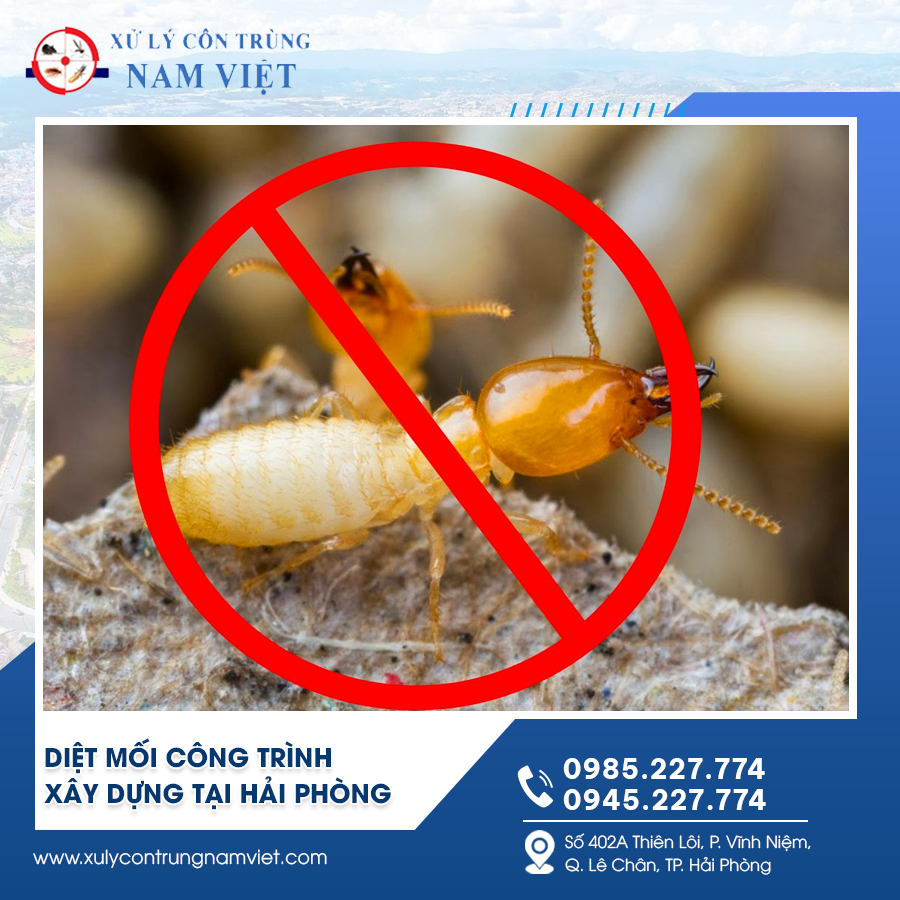 Xử lý mối công trình xây dựng tại Hải Phòng